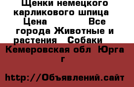 Щенки немецкого карликового шпица › Цена ­ 20 000 - Все города Животные и растения » Собаки   . Кемеровская обл.,Юрга г.